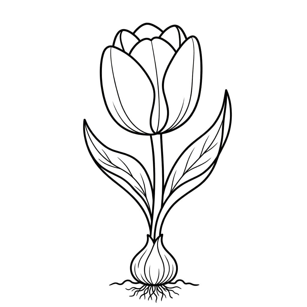 توليب متفتح تلوين