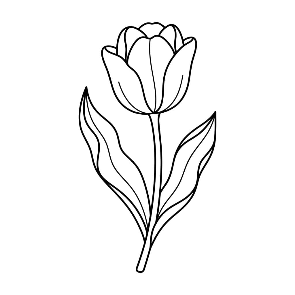 توليب ناعم تلوين