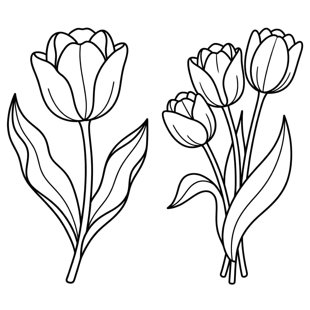 توليب رقيق تلوين