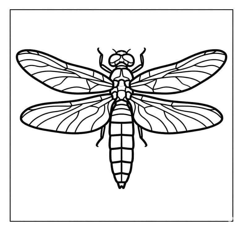 يعسوب ذهبي متناظر تلوين