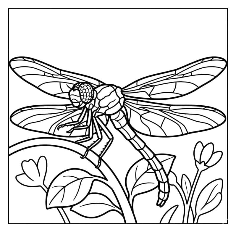 يعسوب الزهرة الذهبية تلوين