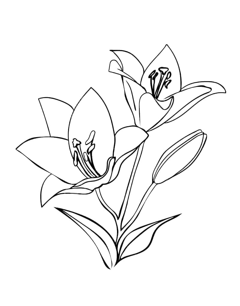 زهرتان من الزنبق تلوين