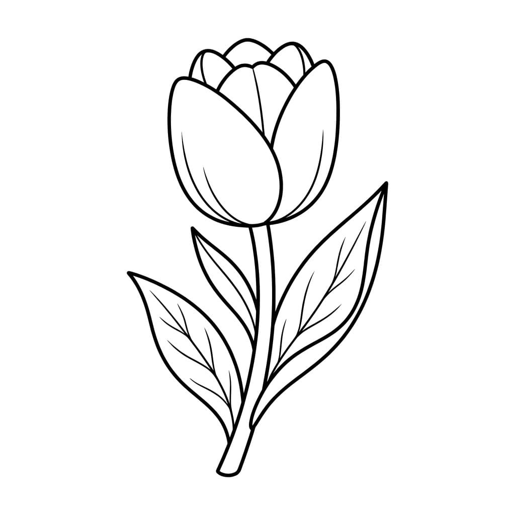 توليب تلوين