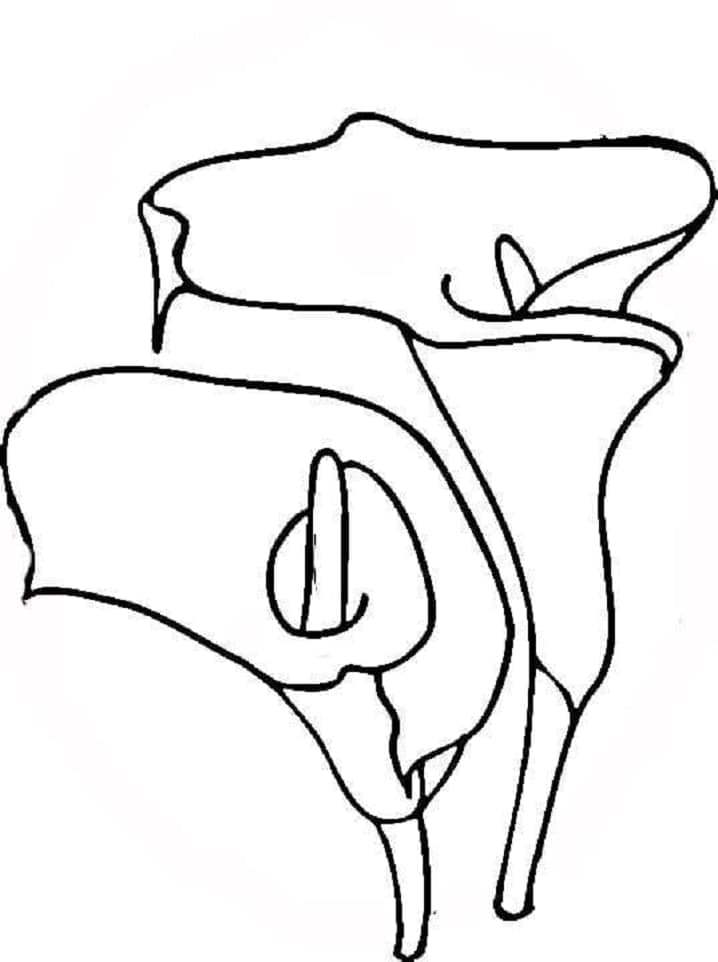 زنابق بسيطة تلوين