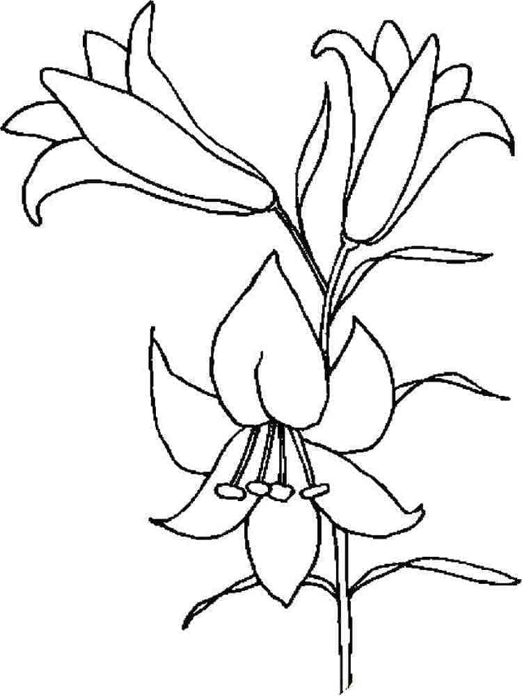 زنابق قابلة للطباعة تلوين