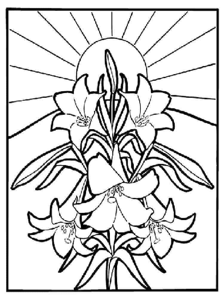 زنابق جميلة تلوين