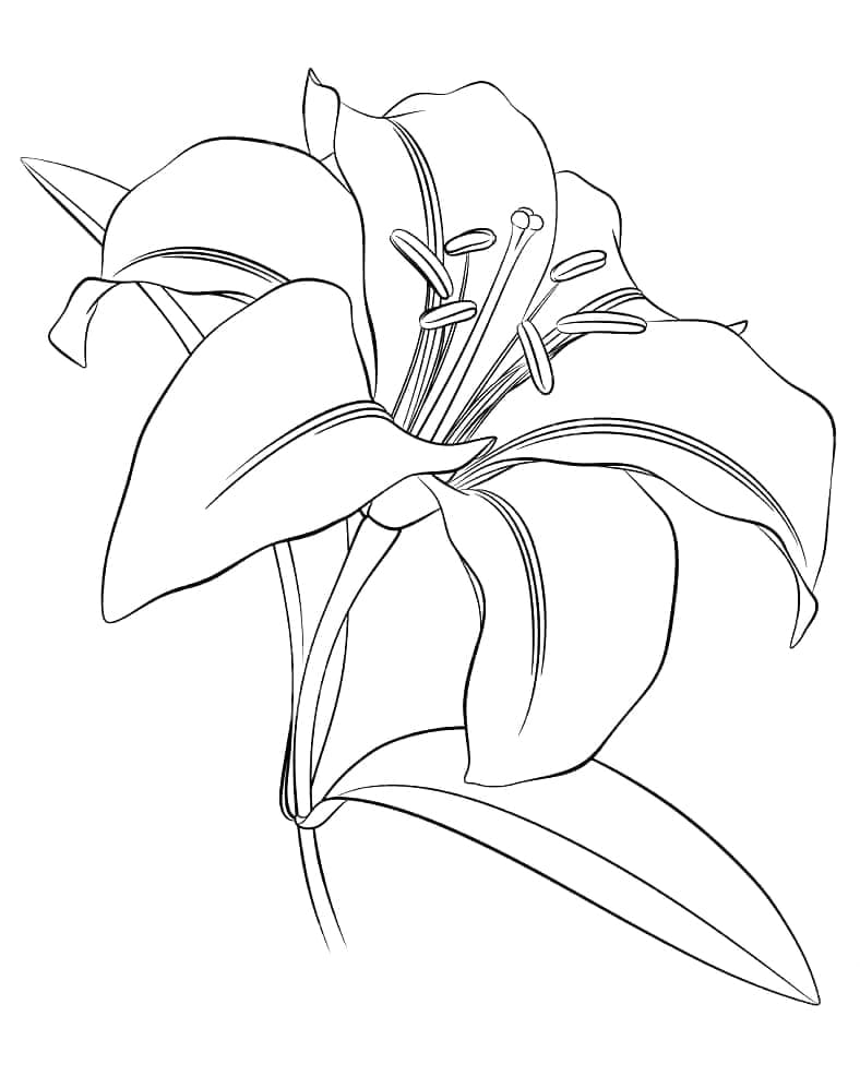 زنبق قابل للطباعة تلوين