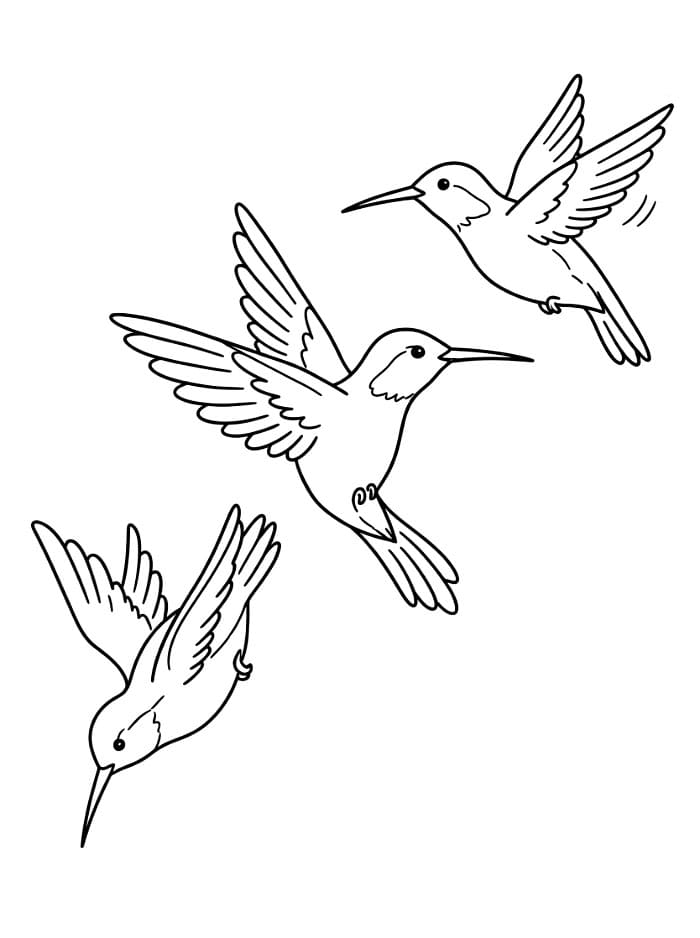 ثلاثة طيور طنانة تلوين
