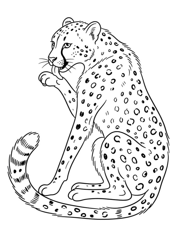 الفهد يلعق تلوين