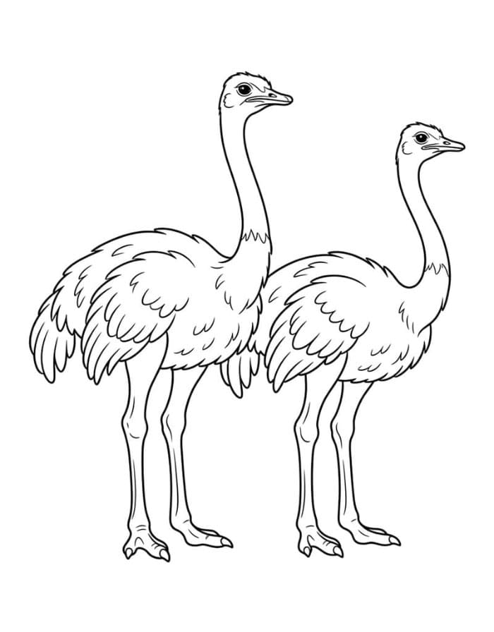 نعامة تلوين